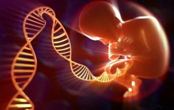 关于青碧生殖